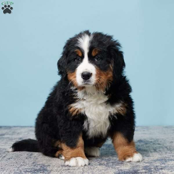 Ricky, Bernese Mountain Dog Puppy